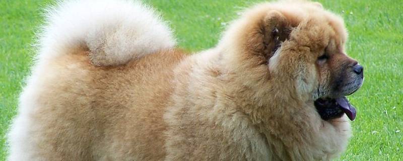 松师犬可以喂鸡珍吗 松狮犬可以吃什么蔬菜