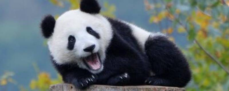南充动物园有熊猫吗（南充熊猫乐园有熊猫吗）