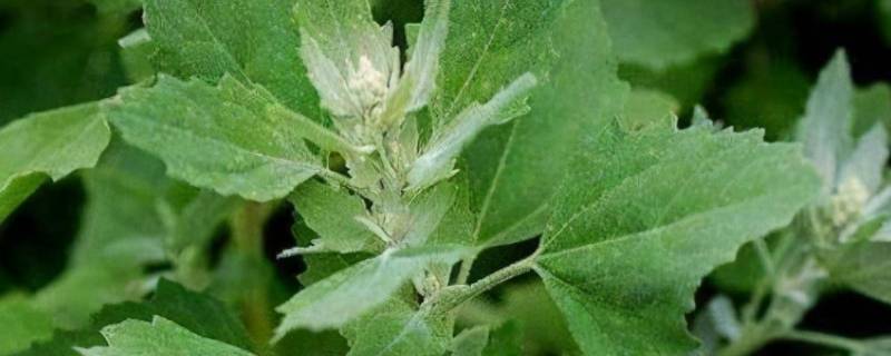 灰灰菜焯水可以做菜卷吗（灰菜怎么拌好吃）