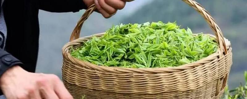 罗山老寨山茶叶的特点（罗山产茶叶吗）
