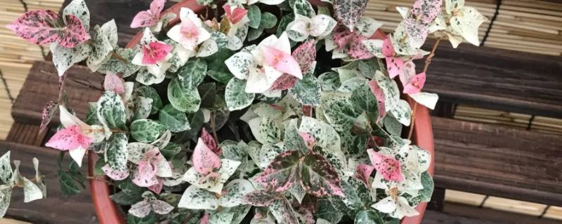 黄金络石的寓意是什么（黄金络石的风水）