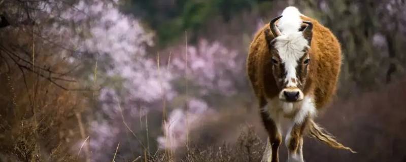 犏牛存栏是什么意思（回栏牛是什么意思）