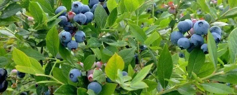 蓝莓树干被挖洞怎么办 蓝莓树干枯了能救么