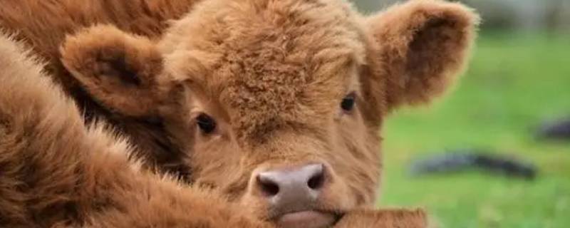 属牛什么时辰出生富贵（属牛最富贵的出生日期）