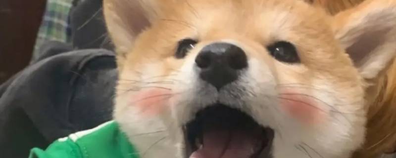 超级精明的三大生肖 超级精明的三大生肖动物