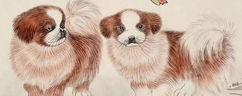 三大生肖不宜养狗 哪些生肖不宜养狗