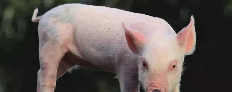 属猪人的晚年是什么样 属猪人的“晚年宿命”