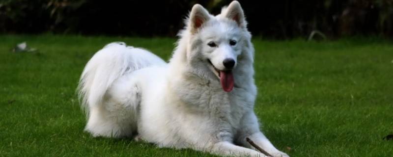 生肖狗为什么又叫戌狗（戌犬是什么生肖）