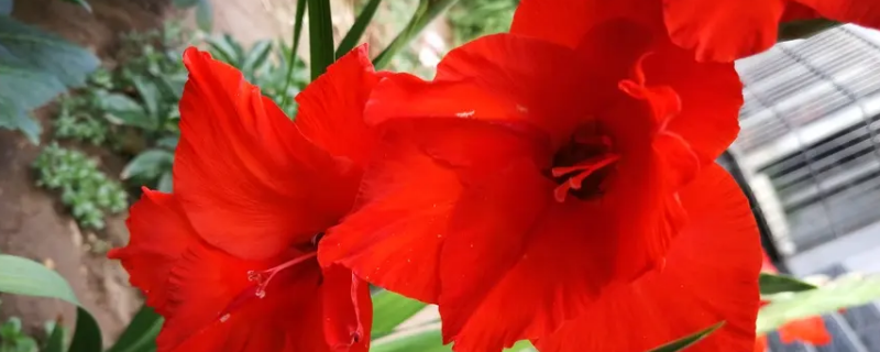 马蹄红怎么养 马蹄红多肉怎样养