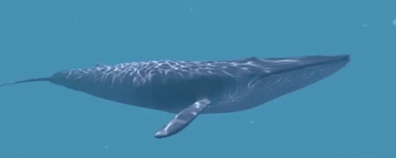 宇宙最大生物有多大 宇宙最大生物有多大的