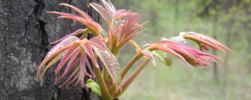 为什么有人觉得香椿臭（为什么香椿那么臭）