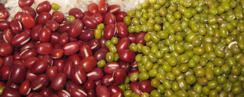 最快区分红豆绿豆的方法（怎样快速区分红豆和绿豆）