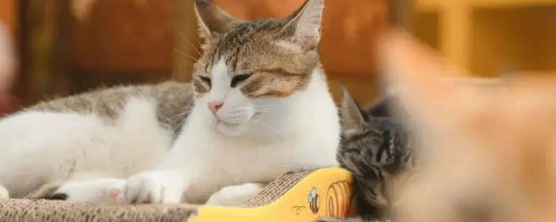 摸猫猫翻身 摸猫的时候翻身