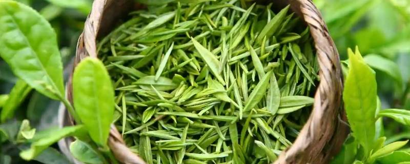 红茶养人还是绿茶养人（红茶养人还是绿茶养人好）