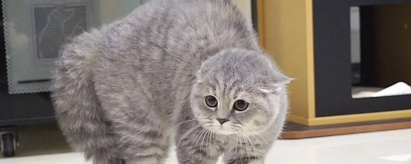 怎么评论女生起床头炸毛 女生起床炸毛图片