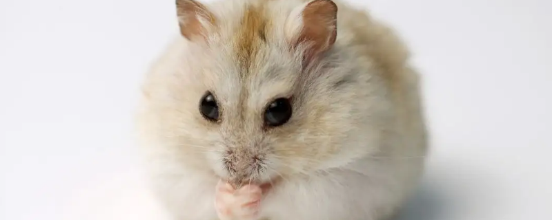 仓鼠可以吃冷冻的东西吗（仓鼠可以吃冷冻过的东西吗）