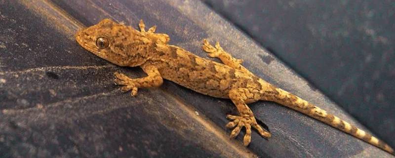 壁虎进屋能打死吗 壁虎进屋能打死吗有毒吗