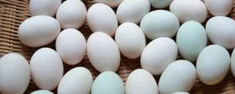 50个鸭蛋放多少盐腌制（50个鸭蛋放多少盐腌制好）