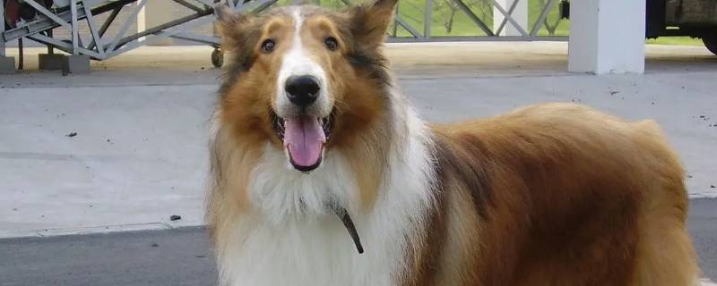 马俊牧羊犬（牧羊犬马犬）
