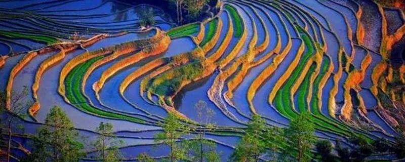 云南野生鳝鱼最多的地方 云南野生鳝鱼最多的地方在哪里