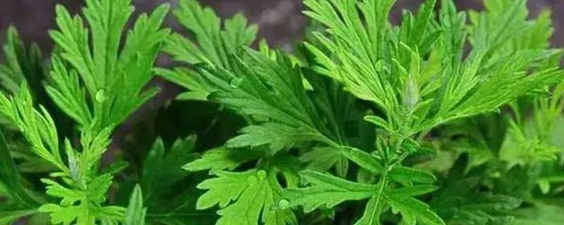 新鲜艾草怎样保存（新鲜艾草怎样保存时间长）