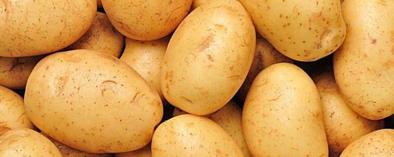 荷兰土豆与土豆的区别（荷兰土豆与土豆的区别图片）