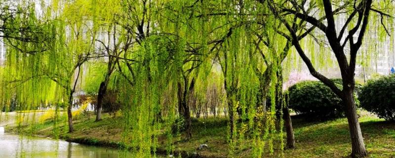 坟墓上长柳树寓意什么 坟墓上有柳树有什么说法吗
