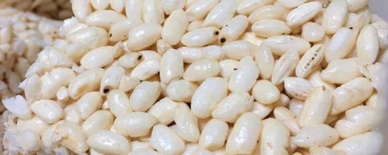 黑米可以炸米花吗 黑米可以炸米花吗视频