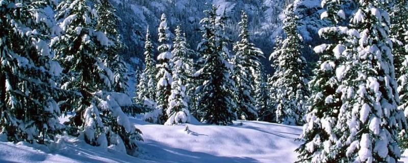 三月飞雪代表什么（三月飞雪代表什么意思）