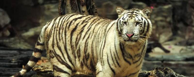 趣途无百里是什么生肖（趣途无百里什么意思）