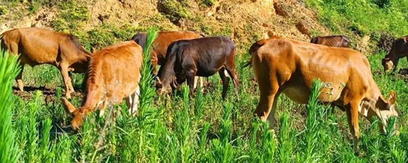 为国为民皆是汝打一动物 为国为民皆是汝的动物是什么