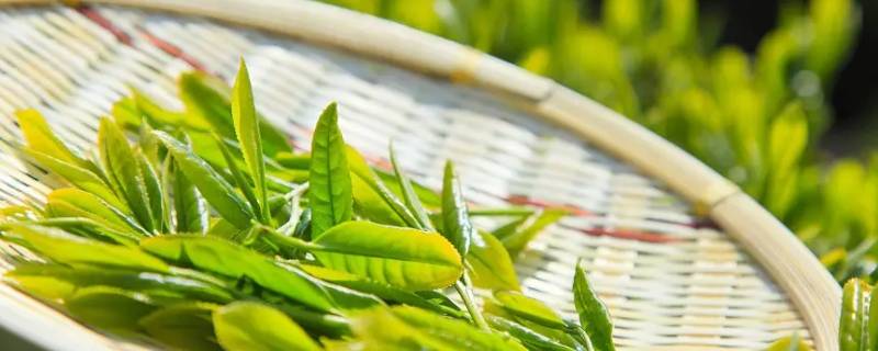 一斤茶叶有多少 一斤茶叶有多少图片