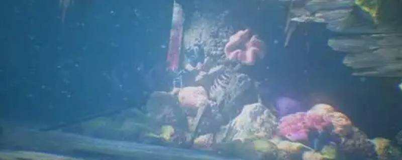 神秘海洋拟枣贝怎么获得