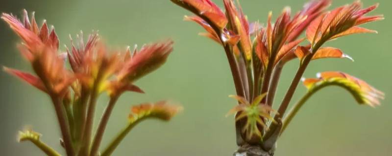 焯香椿冷水下锅还是开水下锅 香椿焯水需要过凉水吗