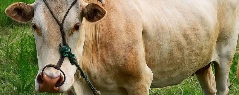 三岁牛是什么意思（三岁前的牛）