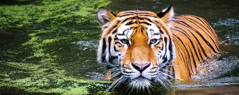 老虎昼伏夜出的吗（老虎昼伏夜出的吗?）