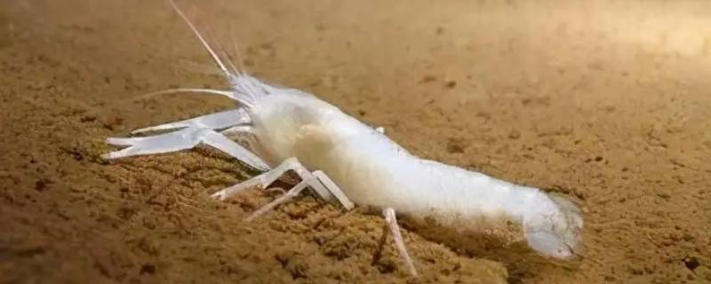 超级耐热虾能煮熟吗（耐高温虾怎么煮）