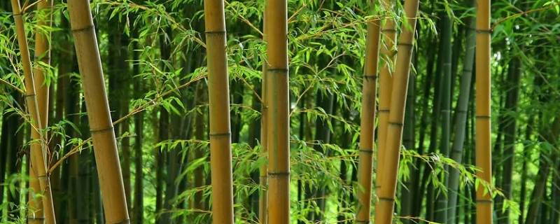 新竹之时几月份（新竹是哪儿）