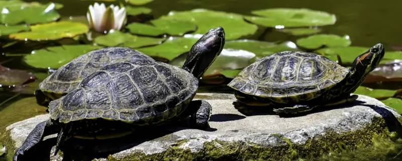 乌龟提前人工破壳会死吗 乌龟提前人工破壳会死吗