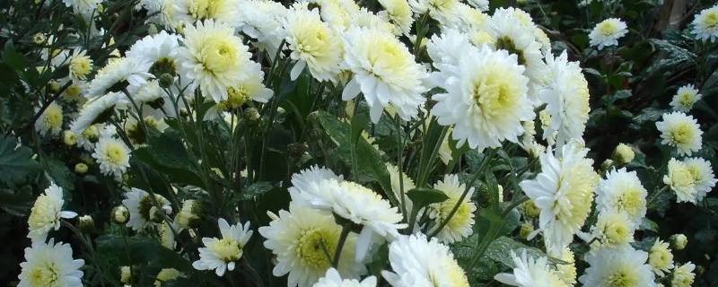 谜底是雏菊的谜语（谜底是雏菊的谜语是什么）