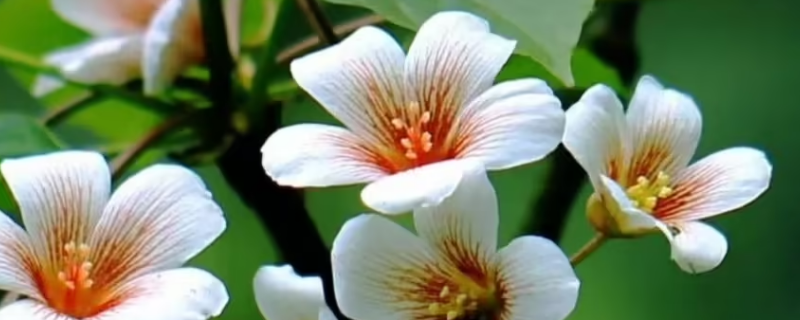 桐花的吃法（桐花怎么吃法）
