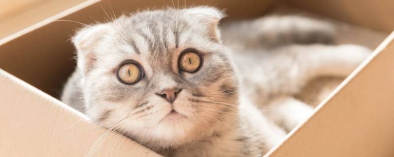 拍猫猫屁股翘起来什么意思（拍猫猫屁股翘起来什么意思呀）