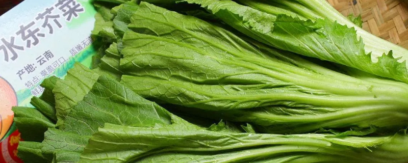 8月份可以种芥菜吗 六月份可以种芥菜吗