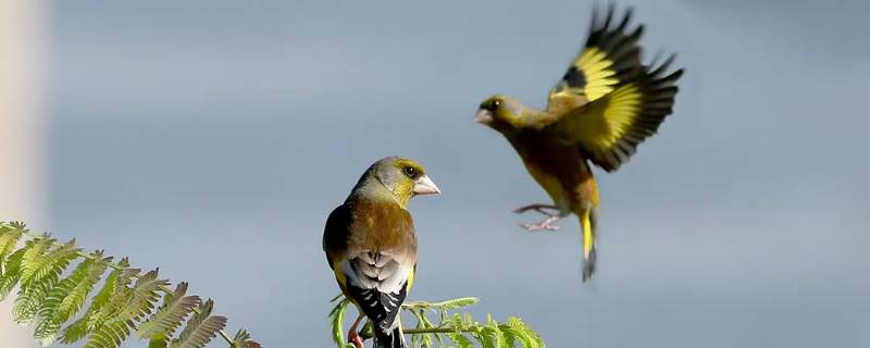 金翅幼鸟几天睁开眼睛 金翅雀幼鸟几天能飞