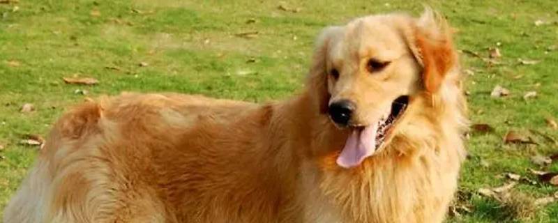 金毛到夏天就犯皮肤病（金毛到夏天就犯皮肤病怎么回事）