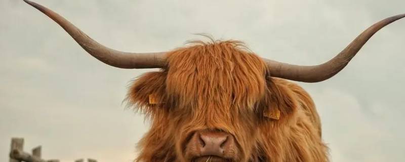 牛拉软便是怎么了 拉软便是为什么