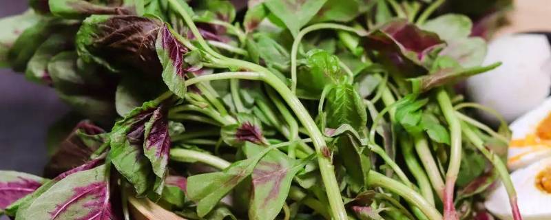 蔊菜怎么吃（蔊菜怎么吃出药味）