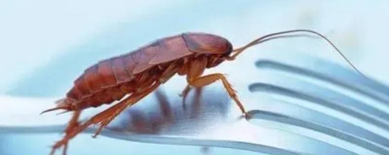 小强虫卵 小强虫卵多久孵化