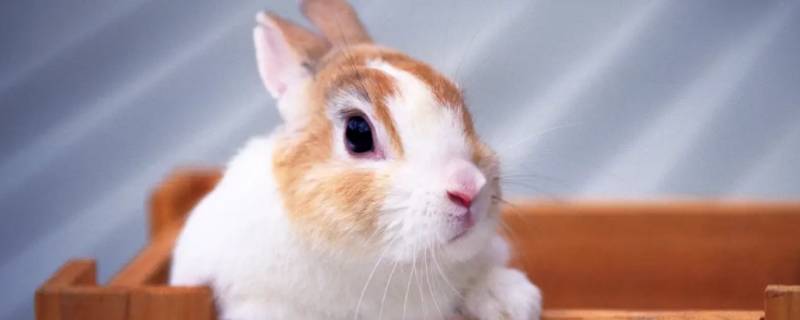 敲诈勒索猜一个生肖 什么情况属敲诈勒索