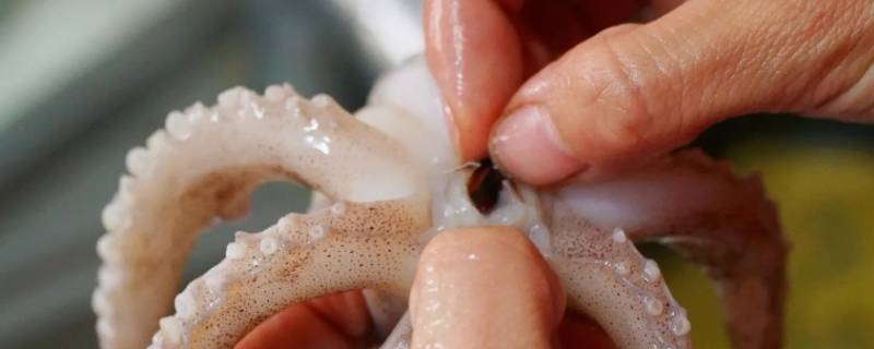 鱿鱼尖是什么部位 鱿鱼头是什么部位